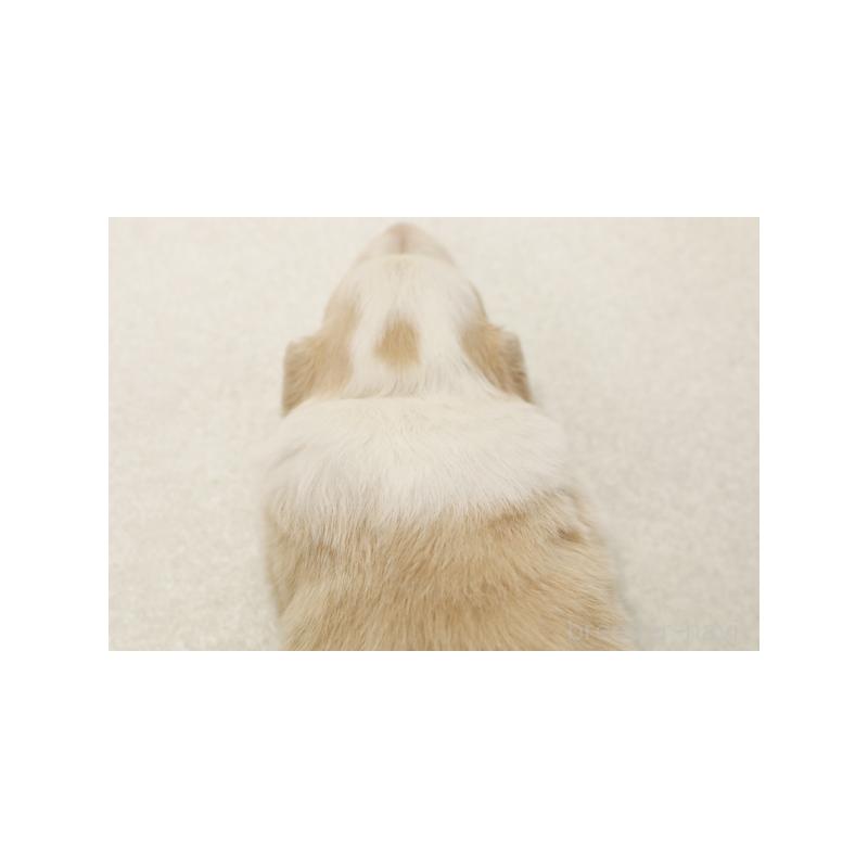 販売中の神奈川県のボーダーコリー-405647の2枚目